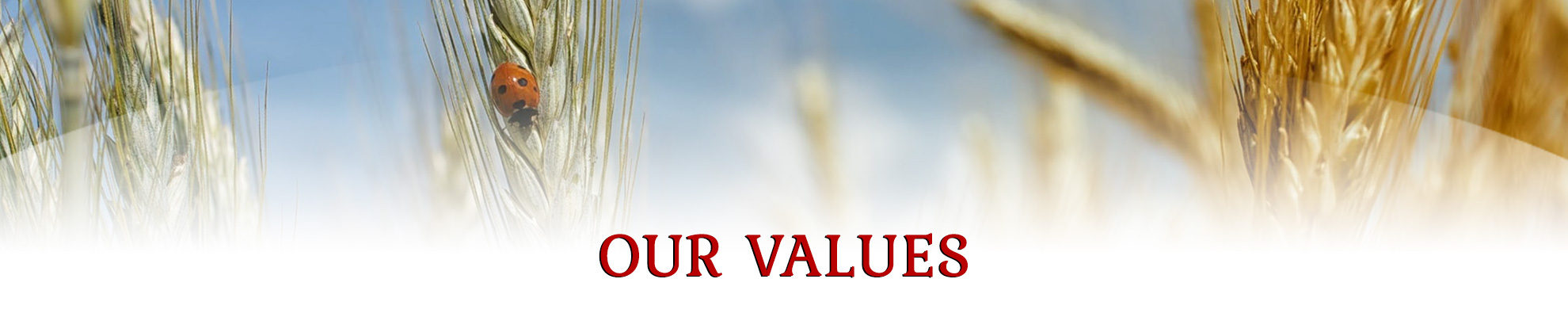 Our values